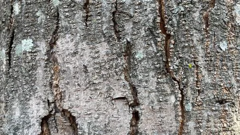 Background of old tree bark peeling off with natural sunlight Stock Photos