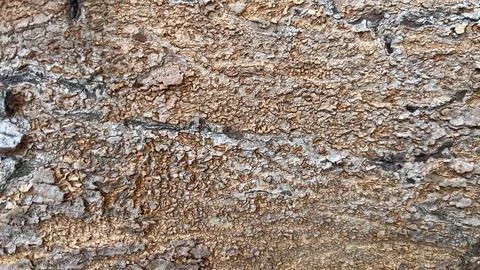 Background of old tree bark peeling off with natural sunlight Stock Photos