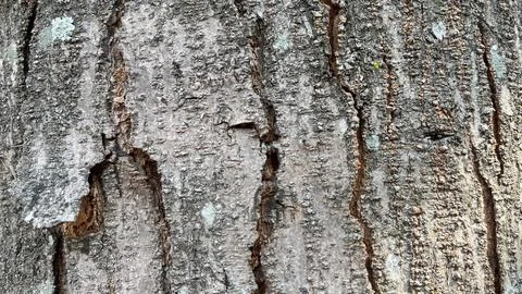 Background of old tree bark peeling off with natural sunlight Fotos Stock