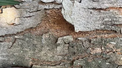 Background of old tree bark peeling off with natural sunlight Stock Photos