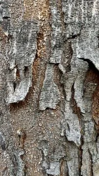 Background of old tree bark peeling off with natural sunlight Fotos de archivo