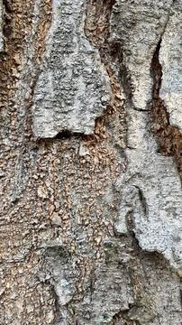 Background of old tree bark peeling off with natural sunlight 스톡 사진
