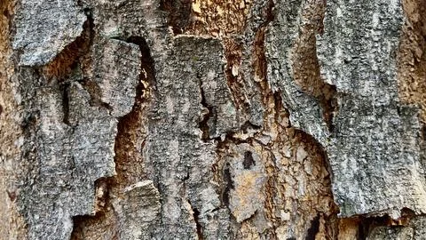 Background of old tree bark peeling off with natural sunlight Fotos Stock