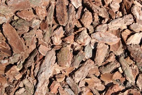 Background from old tree bark Stock Photos