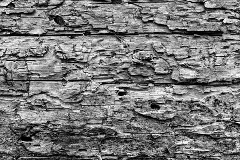 Background of old tree bark. Pine wood texture black and white, Background of 스톡 사진