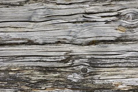 Background - old tree Stock Photos