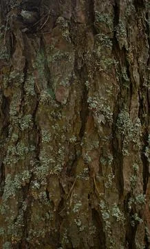 Background of an old tree trunk in the forest. The bark of the tree is covered Stock Photos