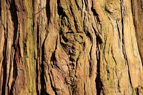 Background of old tree trunk Stock Photos