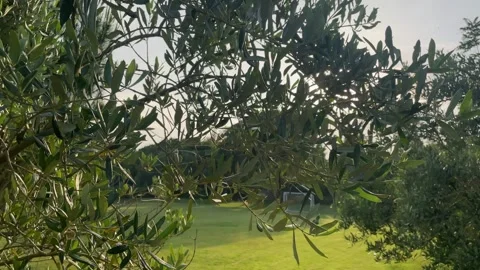 Background of olive leaves with the sun breaking through. Solar sun flares Stock Footage 244198478
