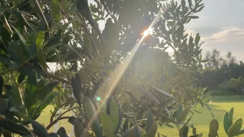 Background of olive leaves with the sun breaking through. Solar sun flares Stock Footage 244826401