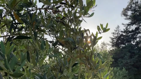 Background of olive leaves with the sun breaking through. Solar sun flares Stock Footage 246781659