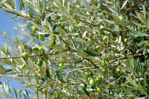 Background olive tree Stock Photos