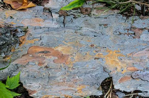 Background of one layer of pine bark and some leaves Stock Photos