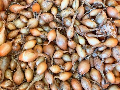 Background of onion sowing close-up. Texture of onion sowing Stock Photos