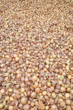 A background of onions drying in the sun. Stock Photos