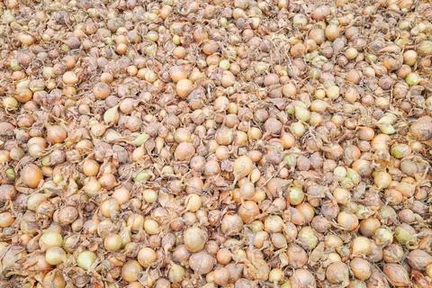 A background of onions drying in the sun. Stock Photos