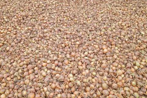 A background of onions drying in the sun. Stock Photos