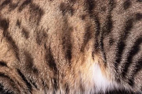 Background or texture of the animal's striped gray fur Stock Photos