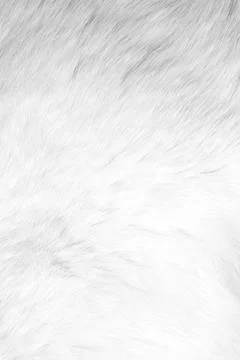 Background or texture of animal's white fur Stock Photos