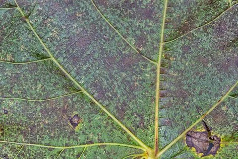 Background or texture of the detail of a tree leaf Stock Photos