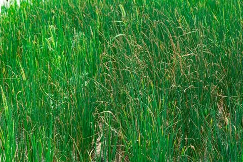 Background or texture in the form of green grass in a meadow or field Stock Photos