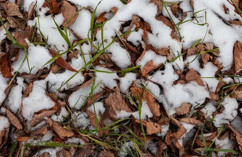 Background or texture in the form of a patch of soil with snowy grass Fotos de archivo