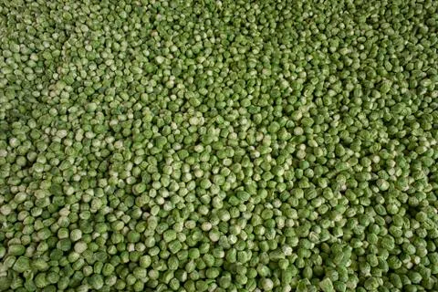 Background or texture of fresh green Brussel Sprouts Foto stock