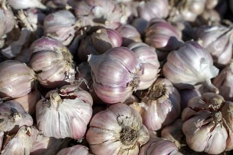 Background or texture from heads of spring garlic. Stock Photos