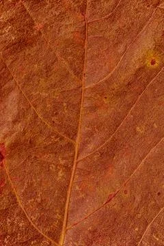 Background or texture of the leaf of a tree in the fall Stock Photos