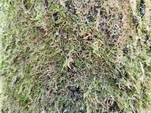 Background or texture of old green moss on a tree Stock Photos