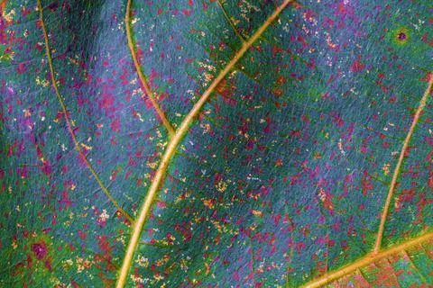 Background or texture of an old tree leaf Stock Photos