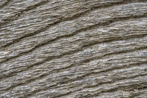 Background or texture of old wood with rings Stock Photos