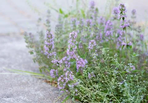 Background or Texture of Salvia Stock Photos