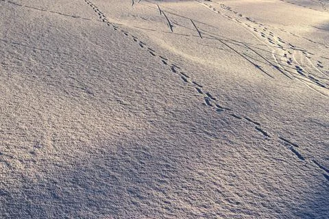 Background or texture of snow and traces Stock Photos