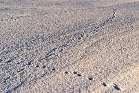 Background or texture of snow and traces Stock Photos