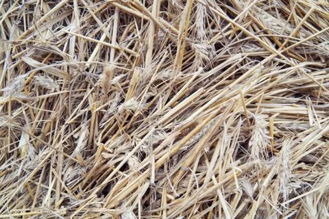 Background or texture with straw. Stock Photos