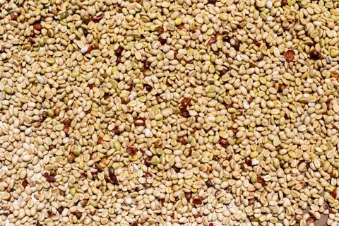 Background or texture of wet coffee beans. Shiny coffee beans. Stock Photos