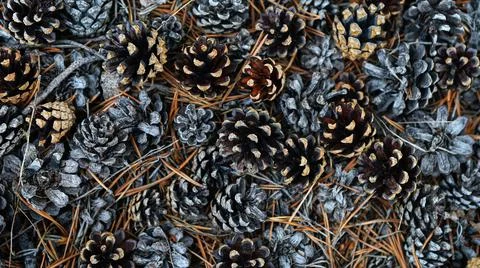 Background or wallpaper of pine cones on ground Stock Photos
