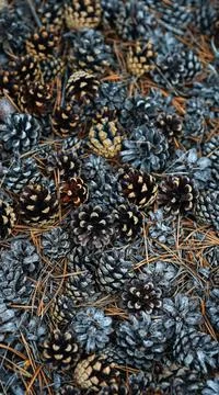 Background or wallpaper of pine cones on ground Stock Photos