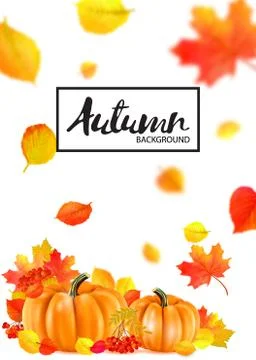 Background of orange autumn pumpkins. Vector Stock Illustration