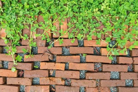 Background of orange bricks on floor covered by green leaves Stock Photos