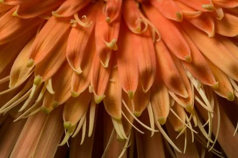 Background of orange flower macro Stock Photos