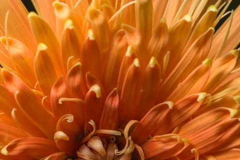 Background of orange flower macro Stock Photos