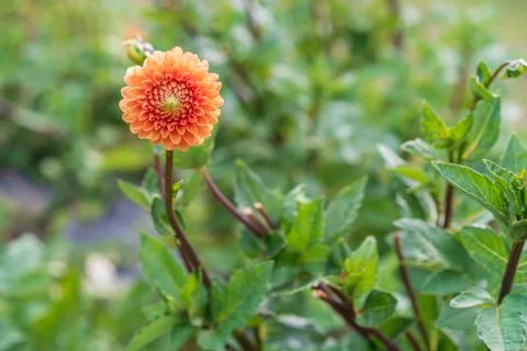 Background with an orange flower Foto stock