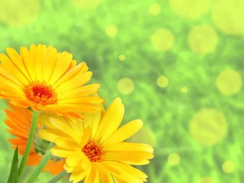 Background with orange flowers Stock Illustration