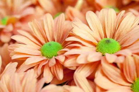 Background of orange flowers Stock Photos