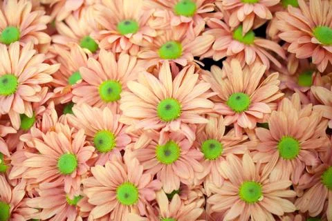 Background of orange flowers Stock Photos
