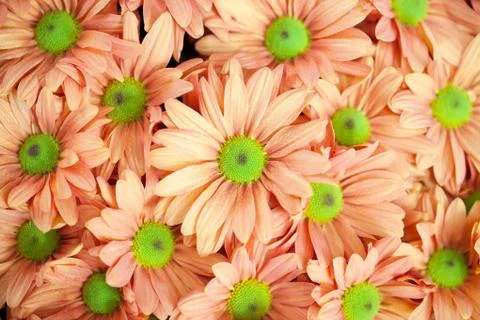 Background of orange flowers Stock Photos