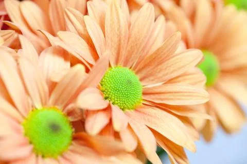 Background of orange flowers Stock Photos