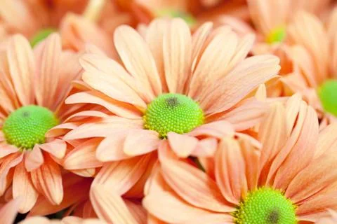 Background of orange flowers Stock Photos